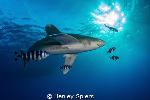 Oceanic White Tip Investigates by Henley Spiers 